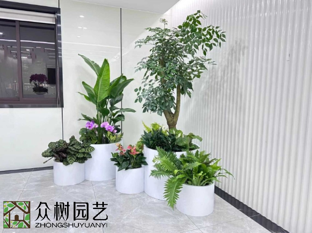 蘇州綠植租賃大揭秘！超詳細報價單，讓你的辦公室綠意盎然又省錢！