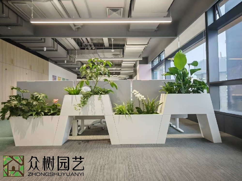 蘇州綠植租賃服務(wù)，打造綠色、健康辦公空間