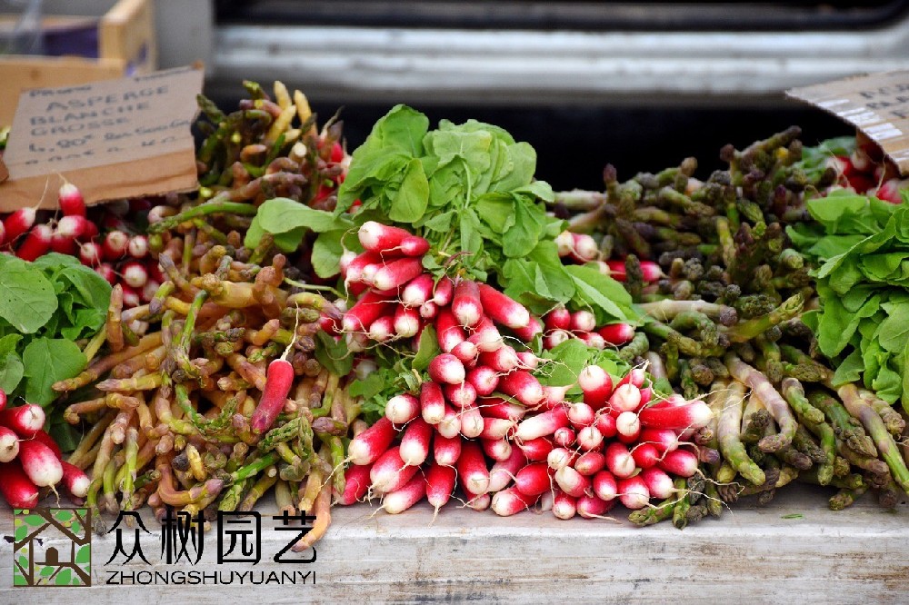 蘇州最佳選擇：專業(yè)室外綠植租擺供應商的租擺服務和優(yōu)質(zhì)綠植