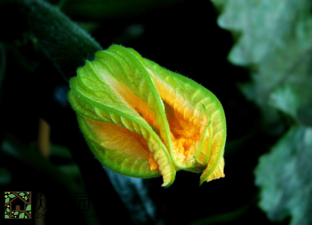 蘇州圖書館綠植租擺廠商：打造優(yōu)質(zhì)閱讀環(huán)境的綠色革命